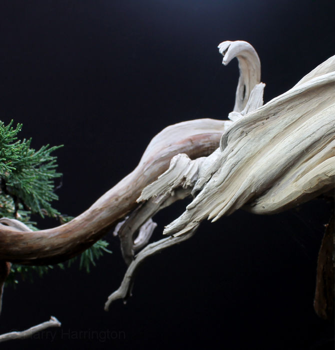 juniper bonsai deadwood